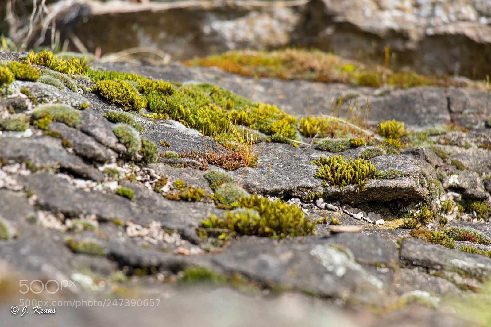 Canon EOS 80D sample photo. Stone life img 3399 photography