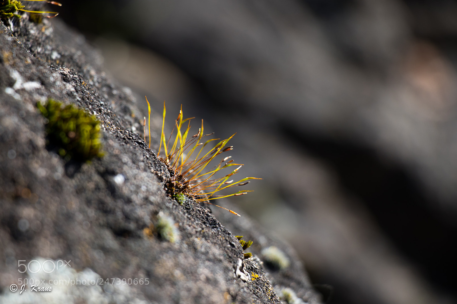 Canon EOS 80D sample photo. Little one img_3394 photography