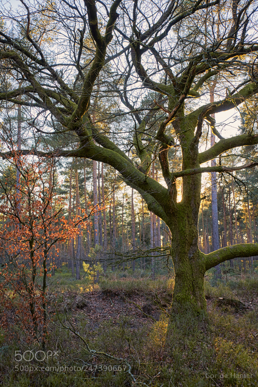 Sony SLT-A99V sample photo. The deviant tree photography