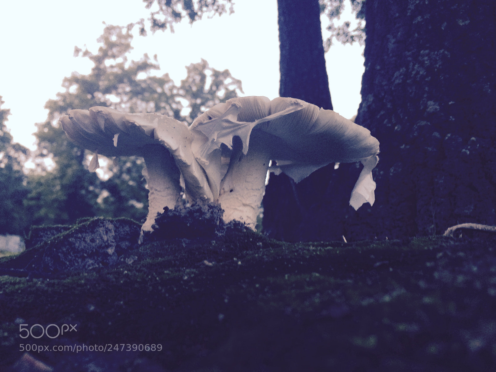 Apple iPhone 5s sample photo. Untitled photography