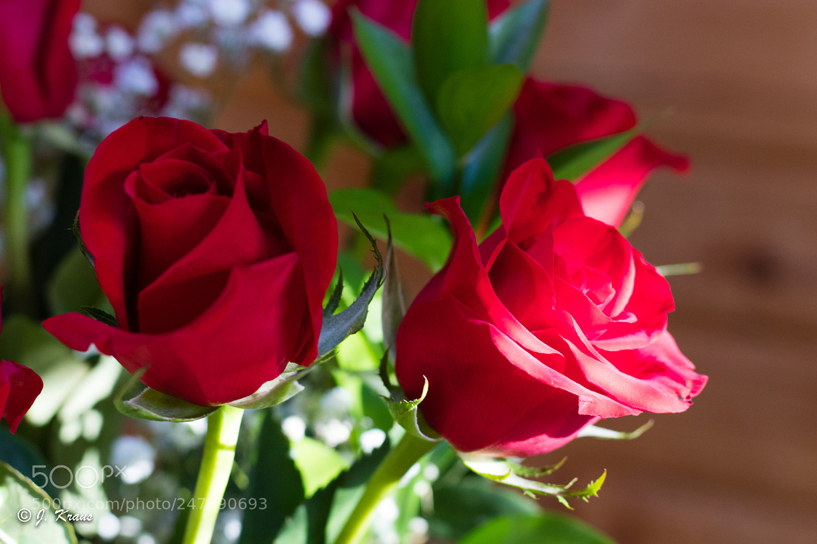 Canon EOS 80D sample photo. Rosen img 3352 photography