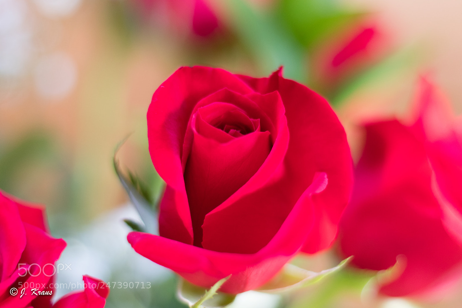Canon EOS 80D sample photo. Rosen img 3335 photography