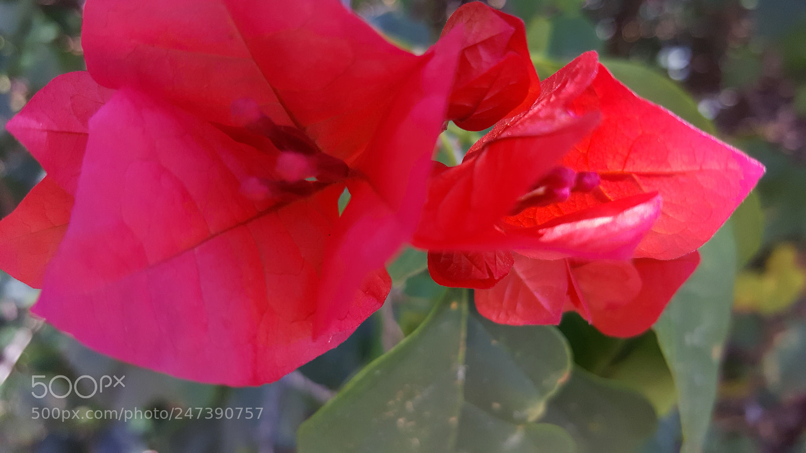 Samsung GALAXY S6 edge sample photo. Uxmal flower photography