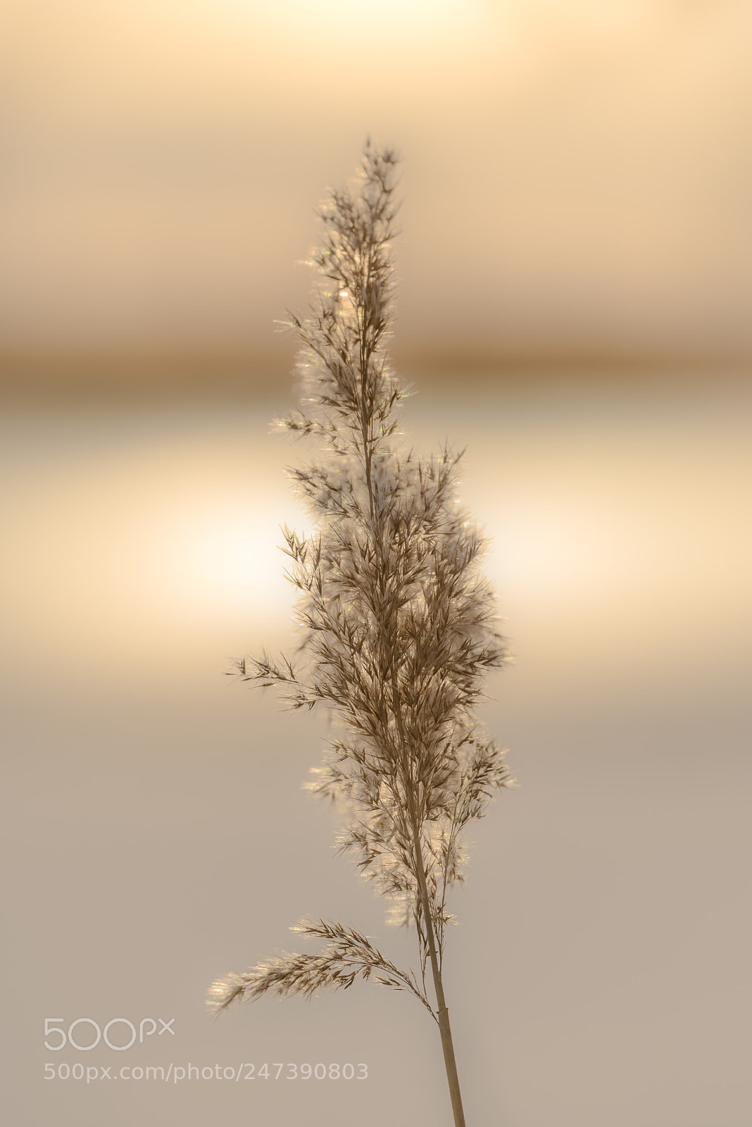 Nikon D800 sample photo. Pure light photography