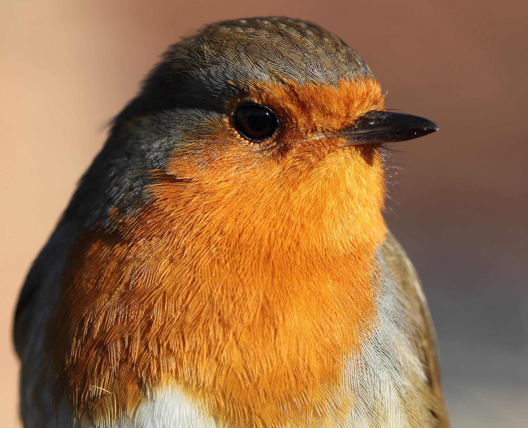 Sigma 105mm F2.8 EX DG OS HSM sample photo. Robin photography