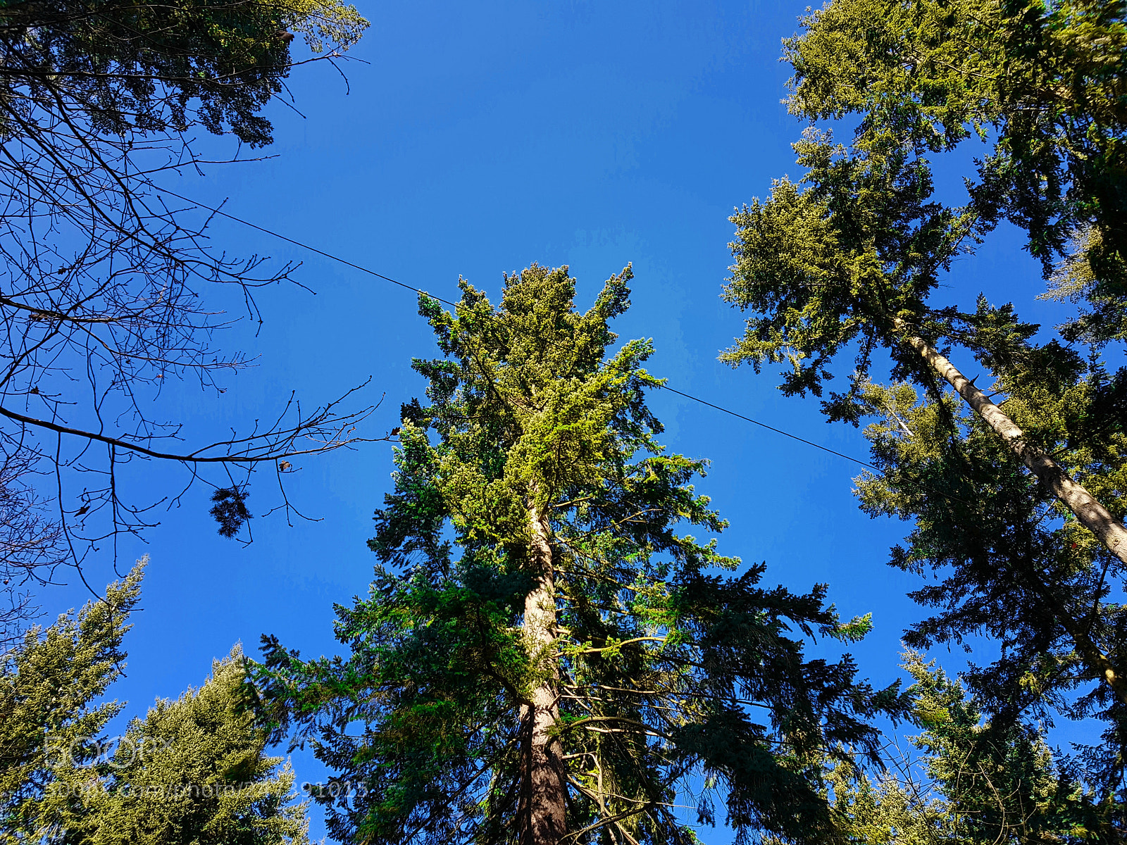 Samsung Galaxy S8 sample photo. Wyre forest treetop photography