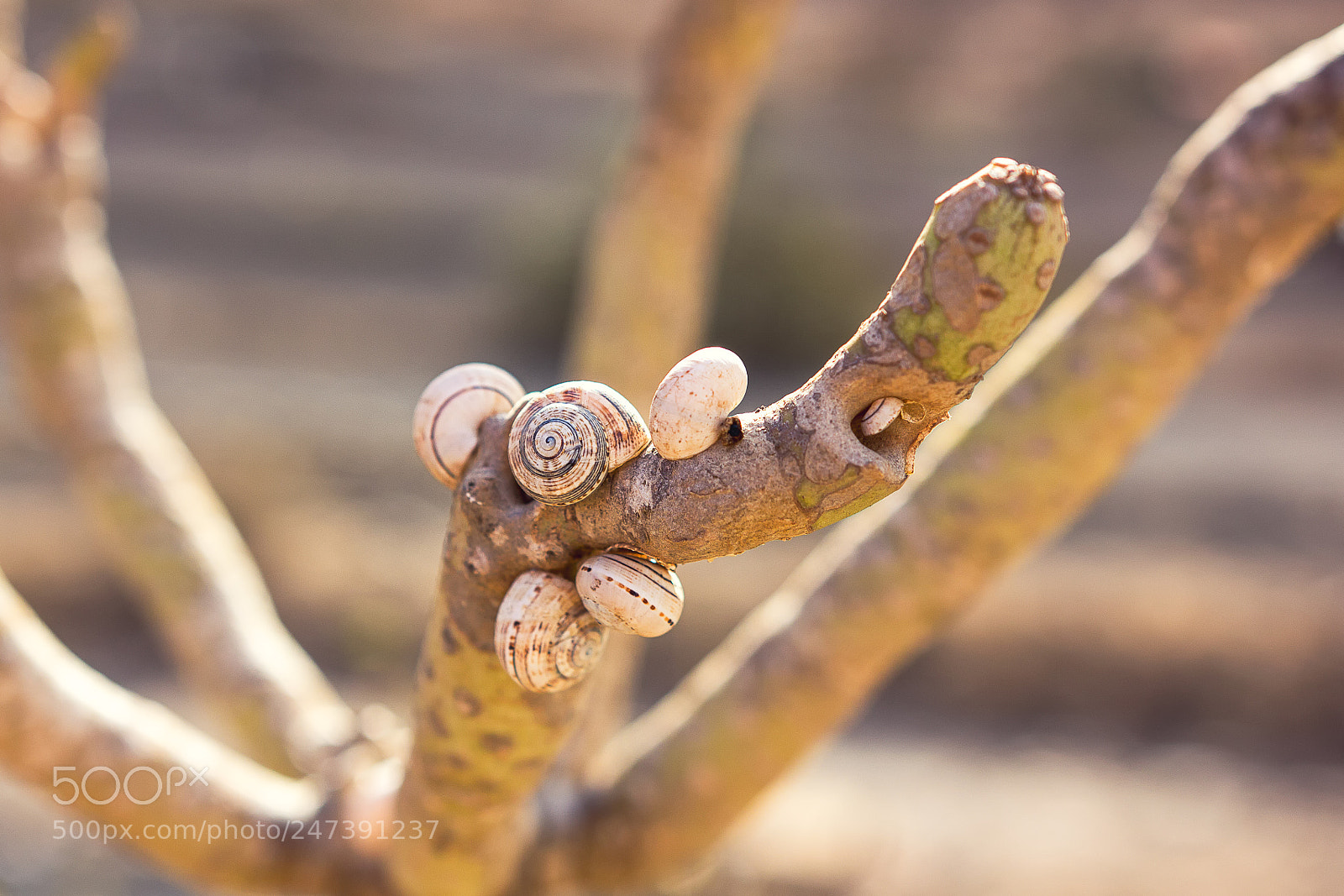 Canon EOS 60D sample photo. Sleeping snails photography