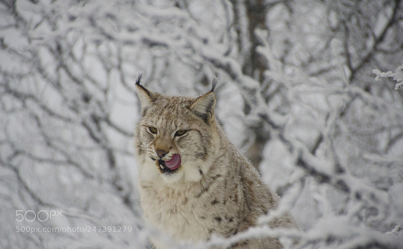 Nikon D5100 sample photo. Lynx photography
