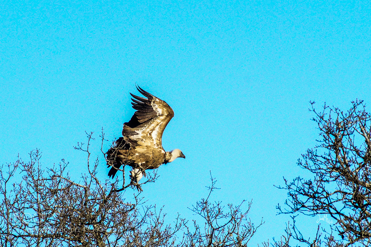 Sony SLT-A58 sample photo. Aves en libertad buitre photography