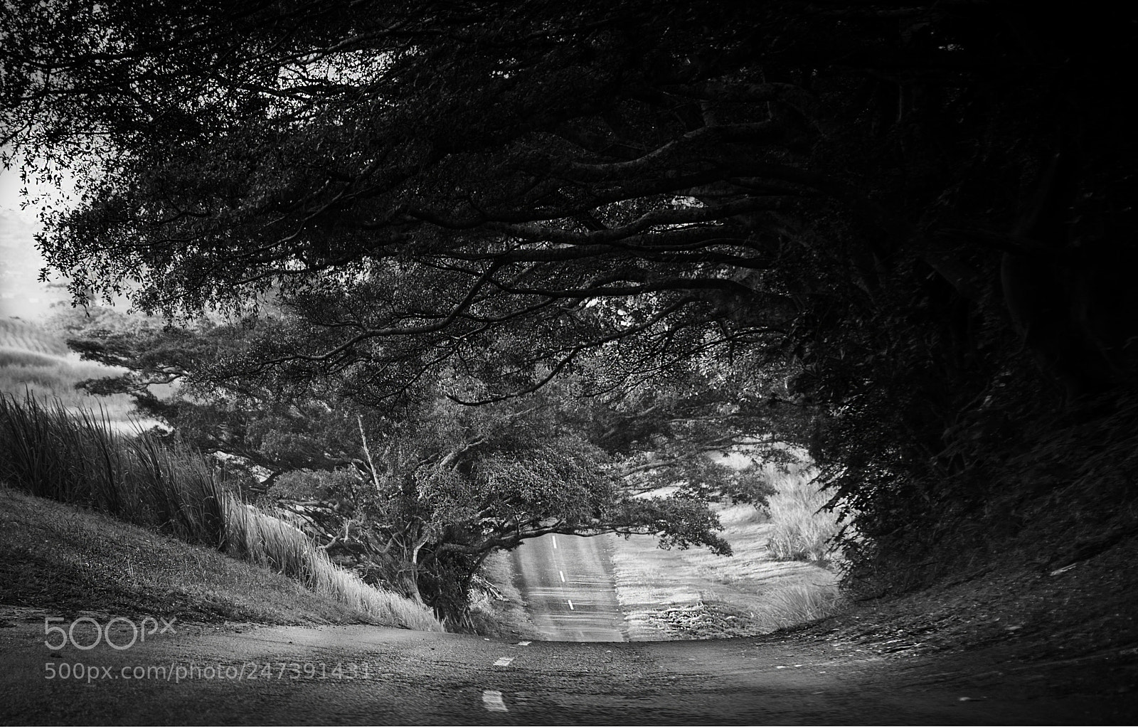 Nikon D610 sample photo. Natures tunnels photography