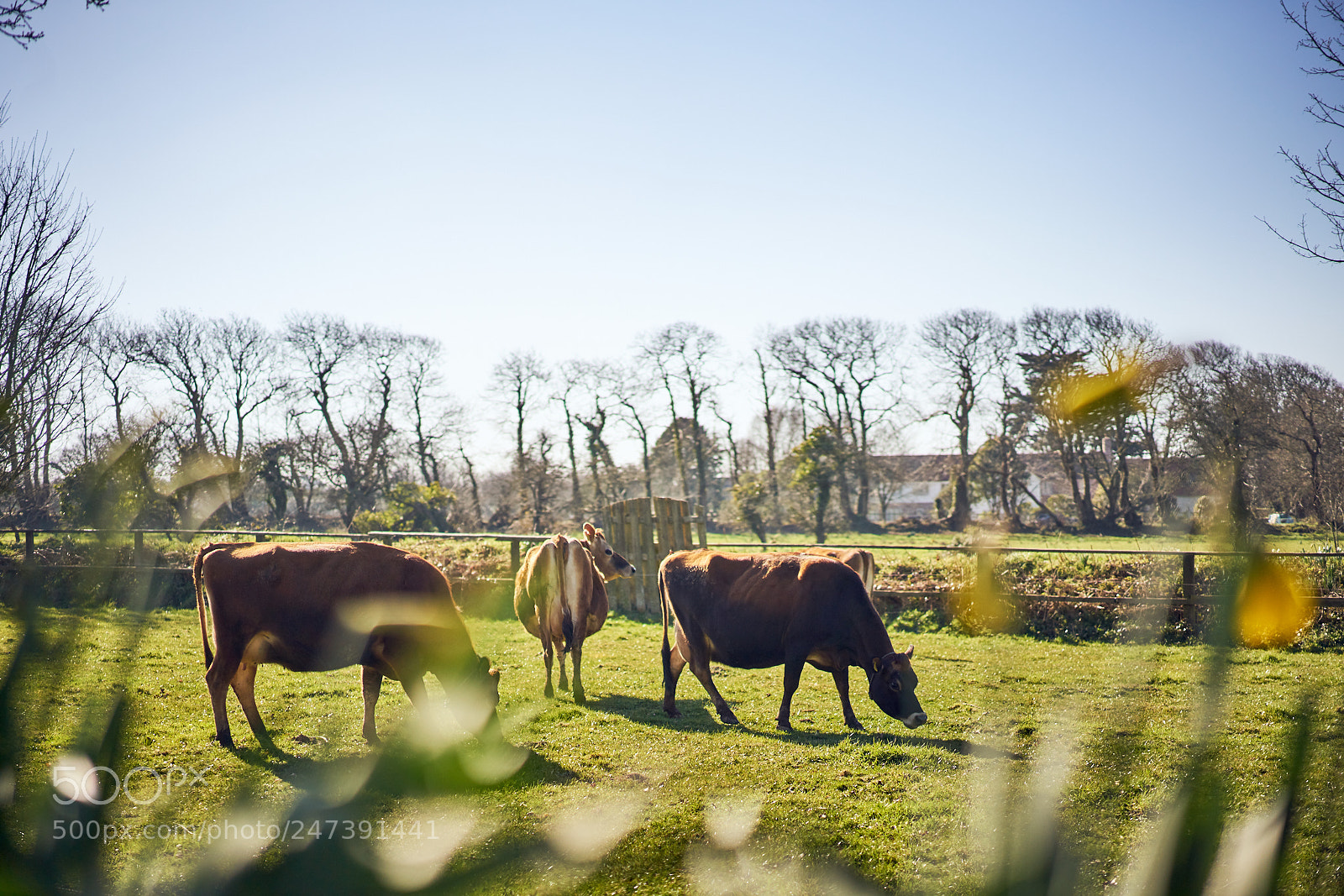 Sony a7R II sample photo. Day fifty six photography