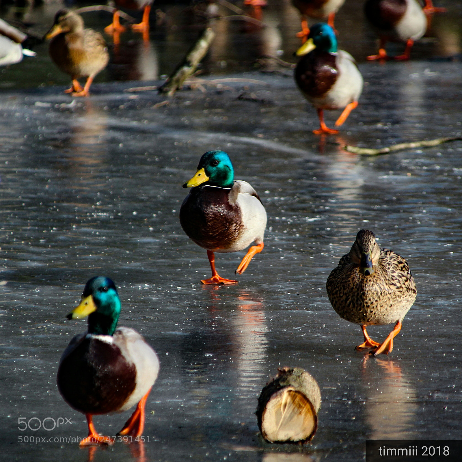 Canon EOS 1300D (EOS Rebel T6 / EOS Kiss X80) sample photo. Ducks on ice photography
