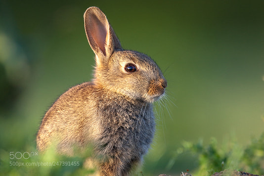Canon EOS-1D Mark II sample photo. Rabbit photography