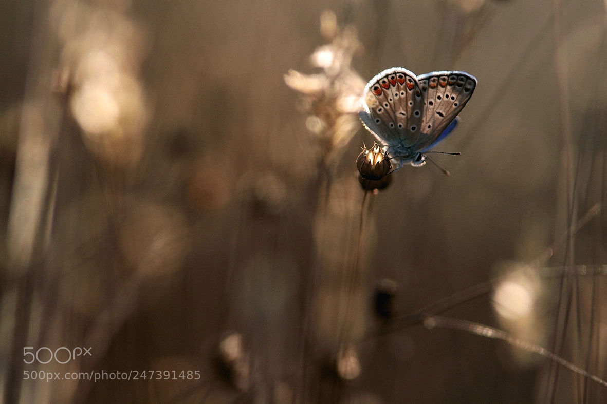 Canon EOS 7D sample photo. Butterfly photography