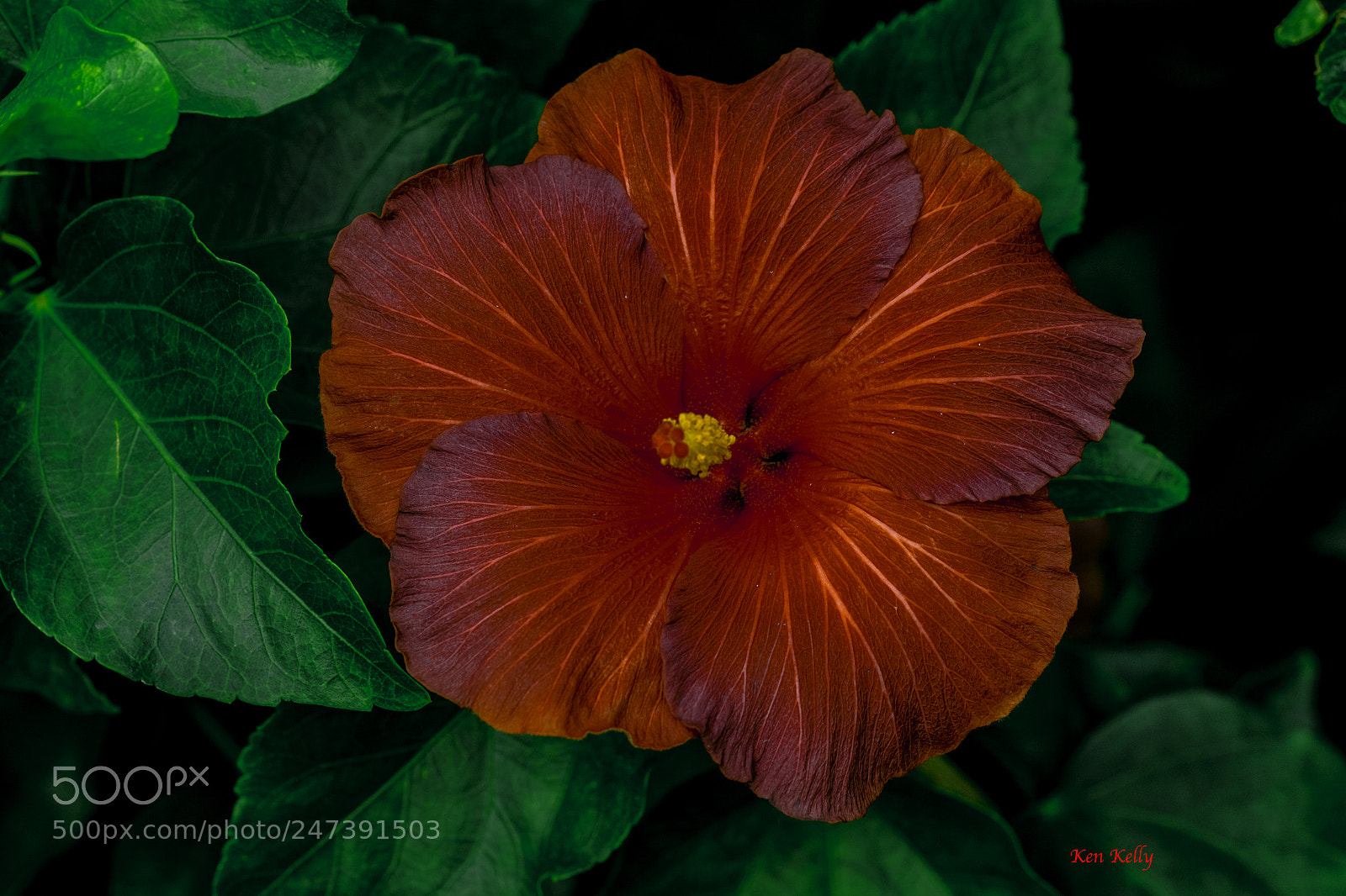 Canon EOS 7D Mark II sample photo. Red hibiscus star photography