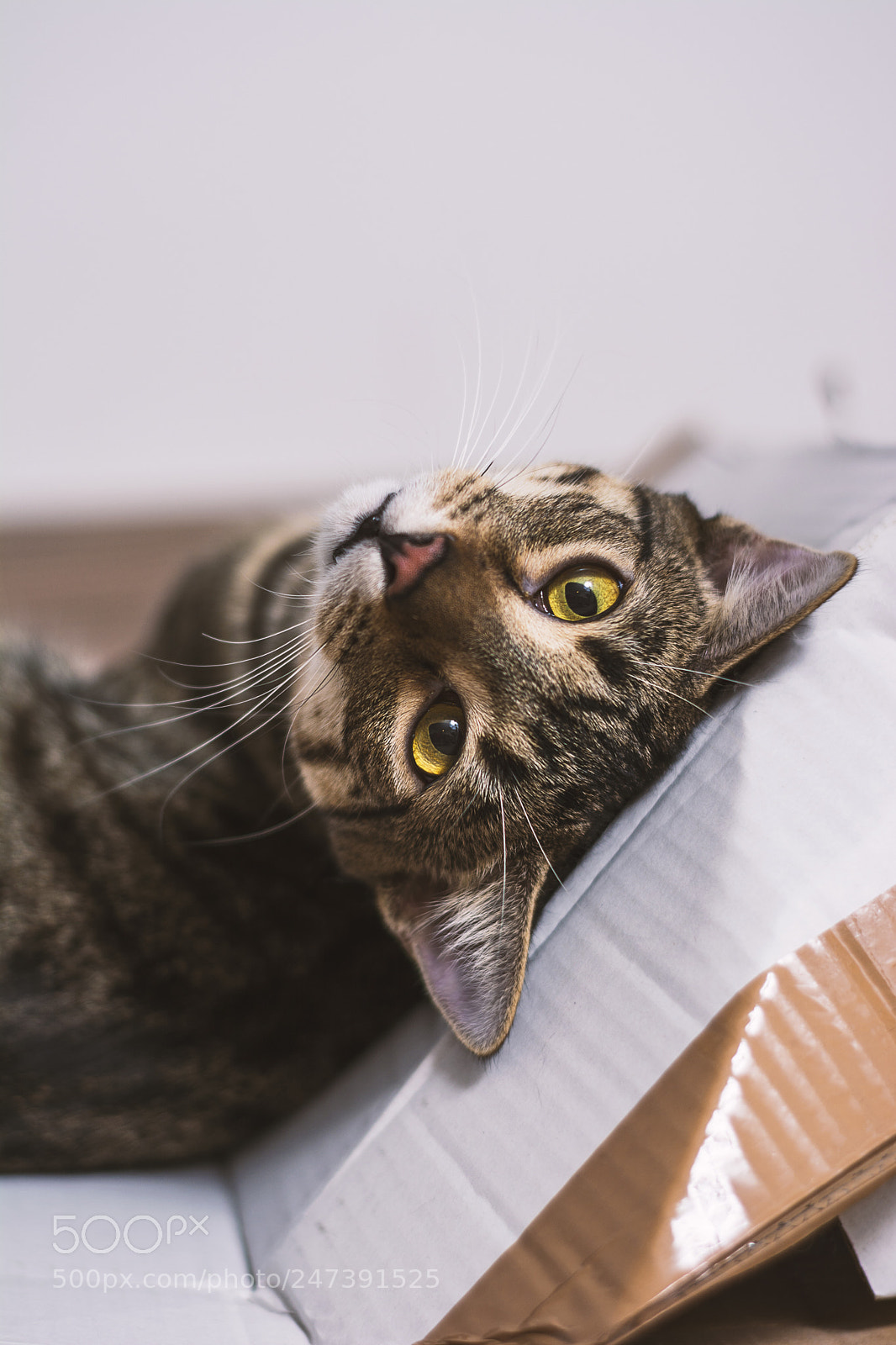 Nikon D5200 sample photo. Cat on cartboard photography
