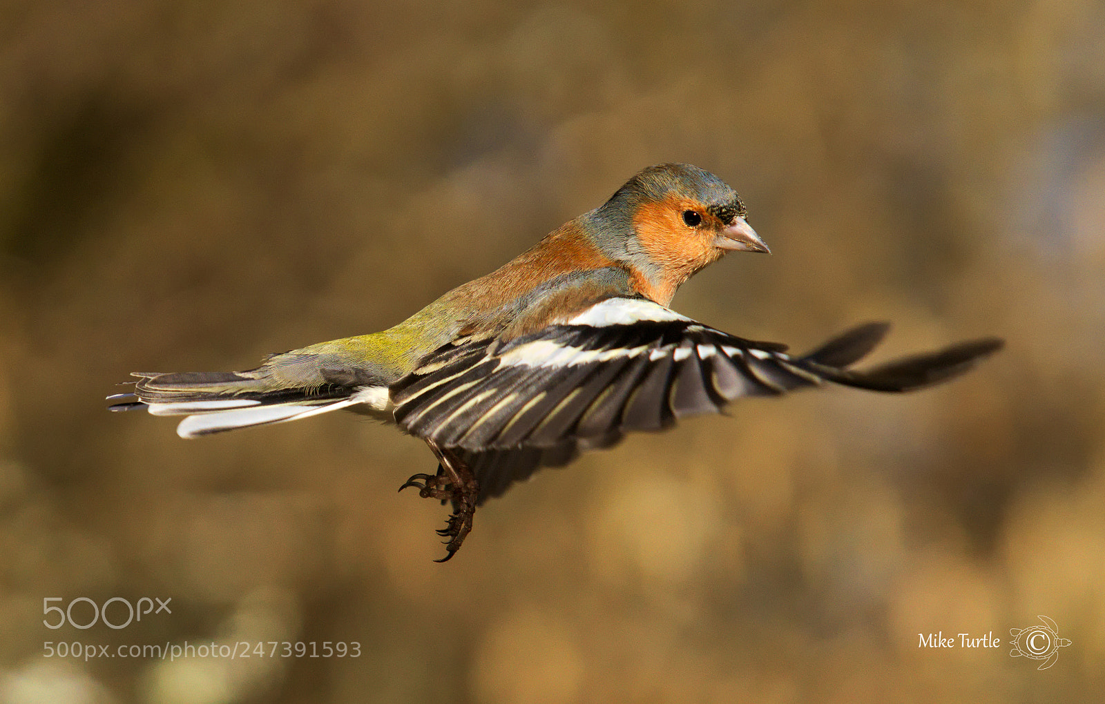 Sony a99 II sample photo. Chaffinch in-flight photography