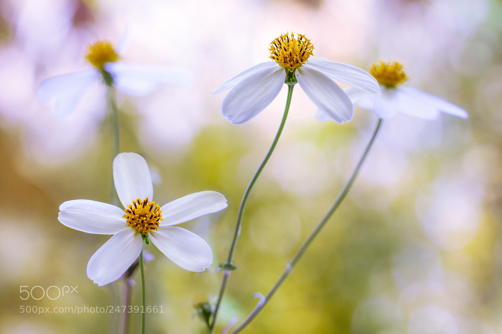 Canon EOS 7D sample photo. Cosmos photography