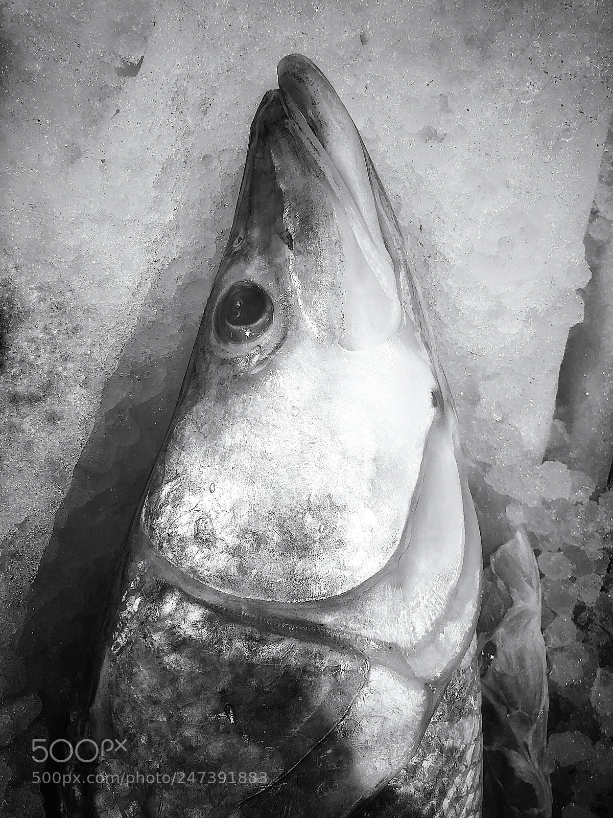 Apple iPhone X sample photo. Fish photography
