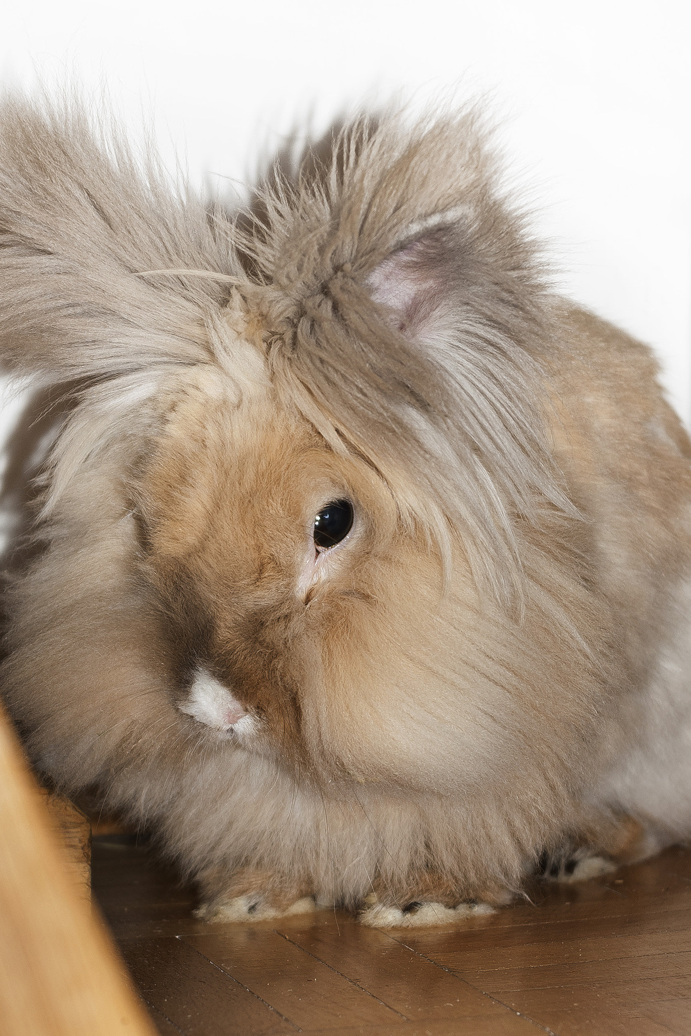 Pentax K100D sample photo. Alf the lionhead rabbit photography