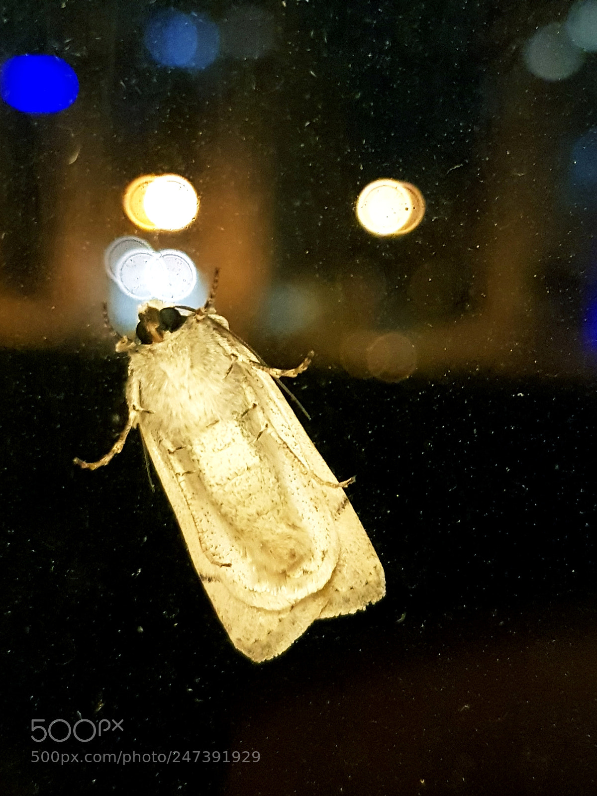 Samsung Galaxy S8+ sample photo. Lights on window photography