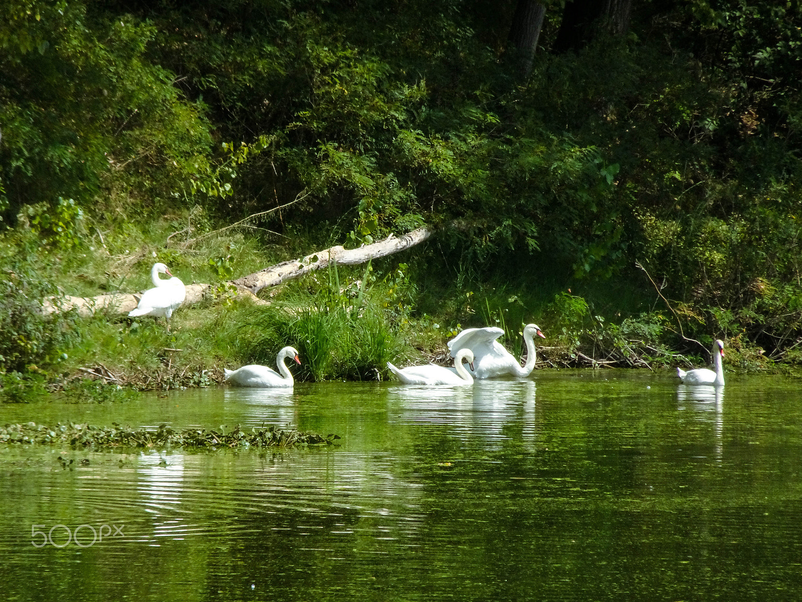 Sony Cyber-shot DSC-WX500 sample photo. Sleeping swan photography