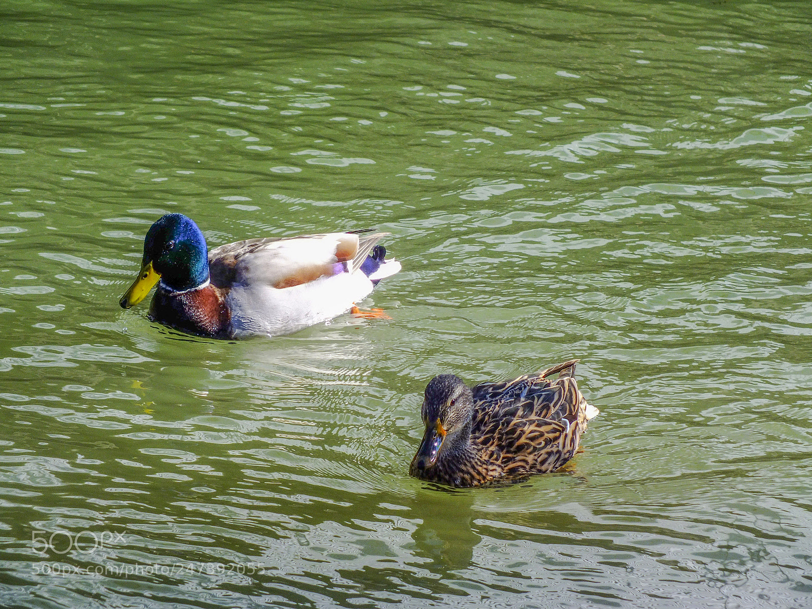 FujiFilm FinePix HS20 EXR (FinePix HS22 EXR) sample photo. Duck pair photography