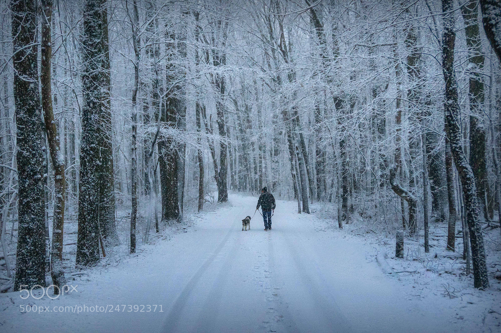 Sony a6300 sample photo. Winter walk, man's best photography