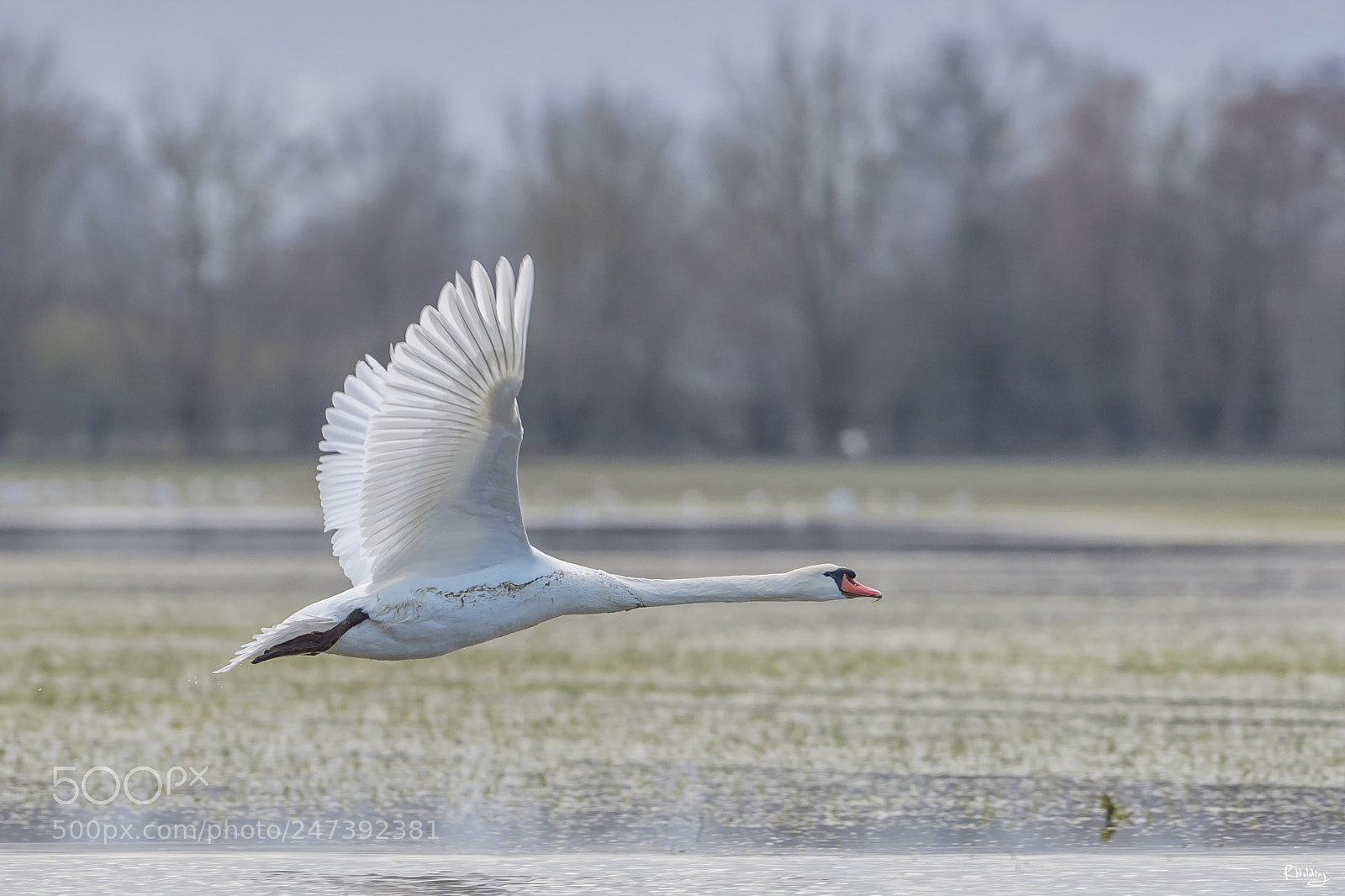 Olympus OM-D E-M1 Mark II sample photo. Cygne en vol photography