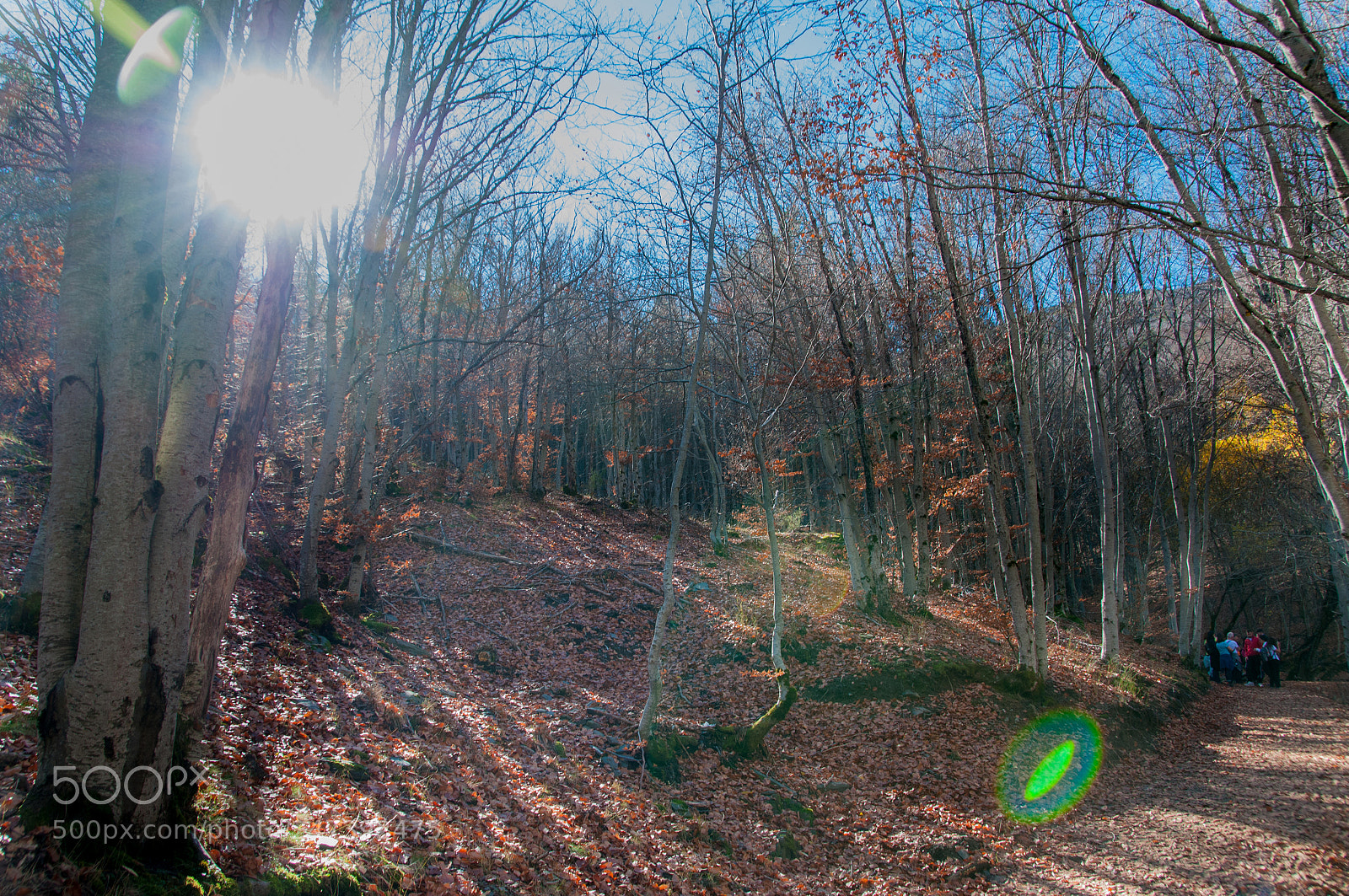Nikon D300S sample photo. Hayedo tejera negra photography