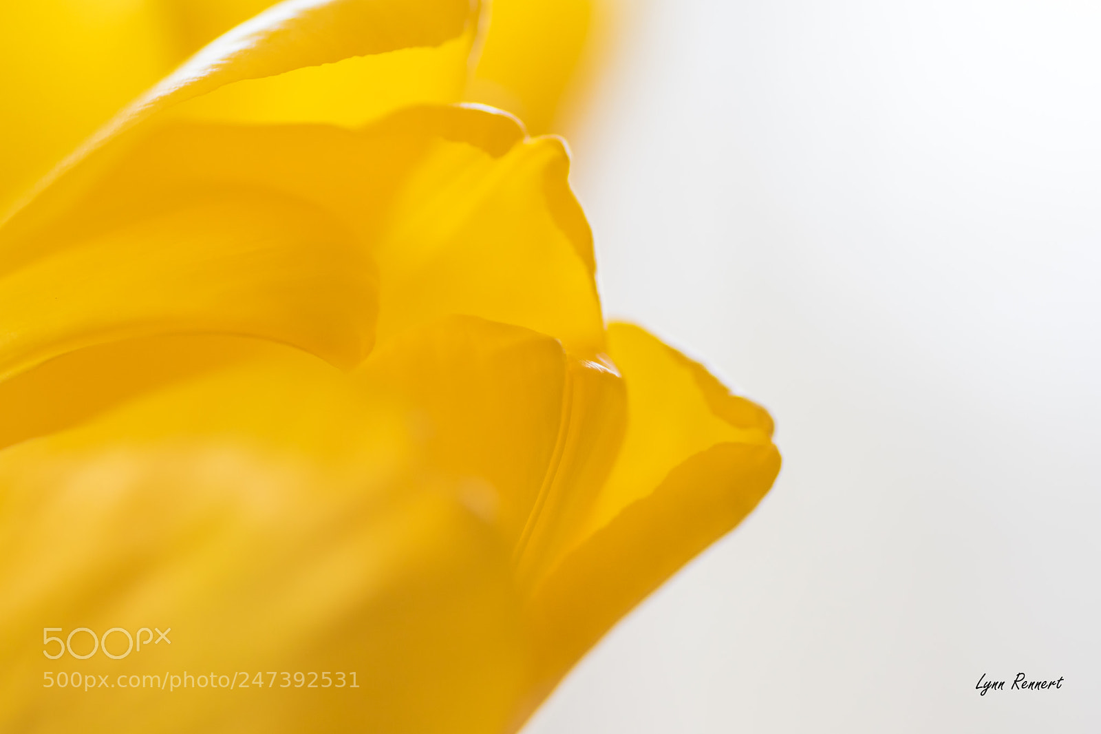 Sony ILCA-77M2 sample photo. The tulip photography