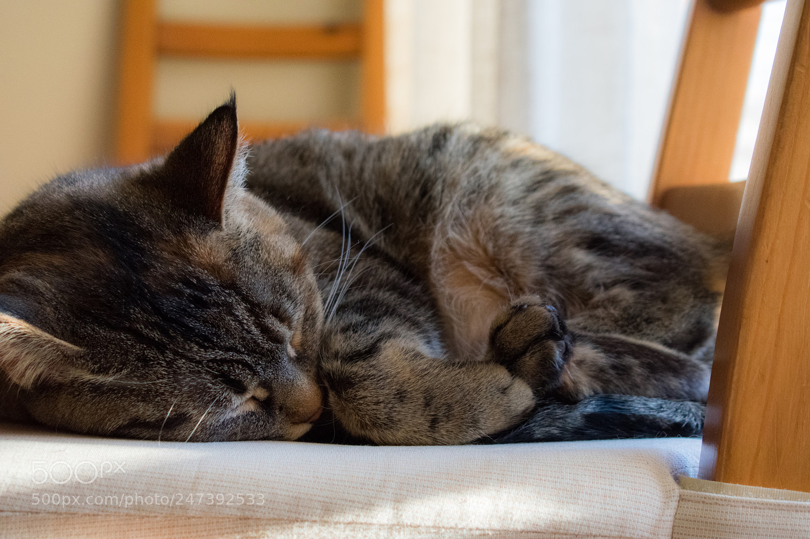 Nikon D3400 sample photo. Cat sleeping in sun photography