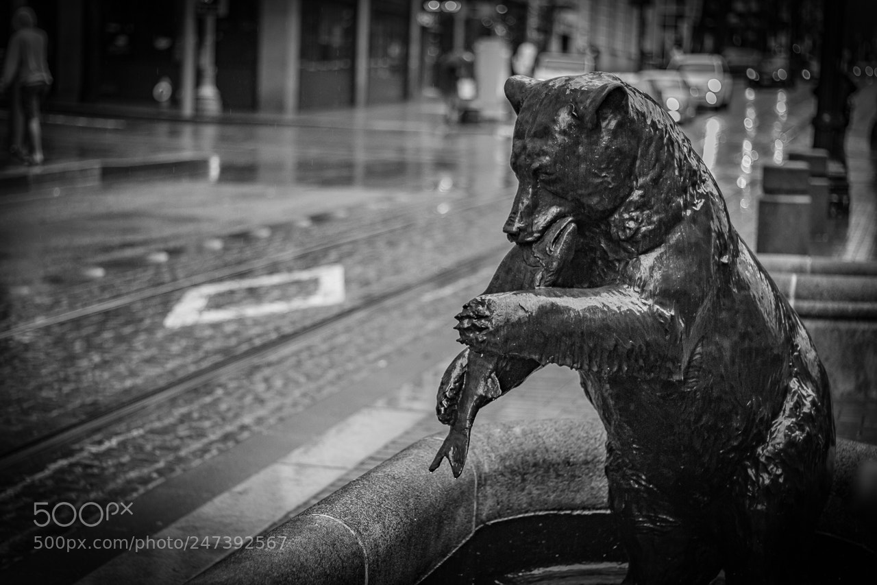 Canon EOS 700D (EOS Rebel T5i / EOS Kiss X7i) sample photo. Bear under the rain photography