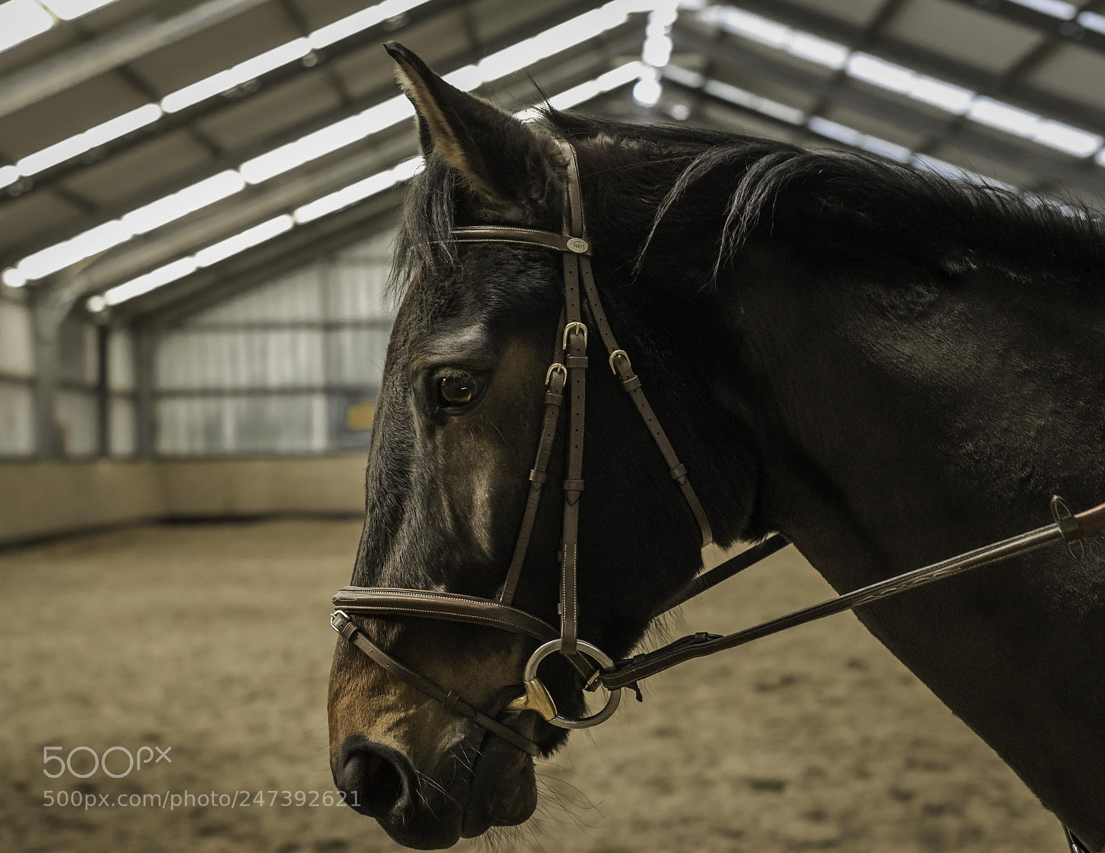 Nikon D610 sample photo. Zangersheide horse photography