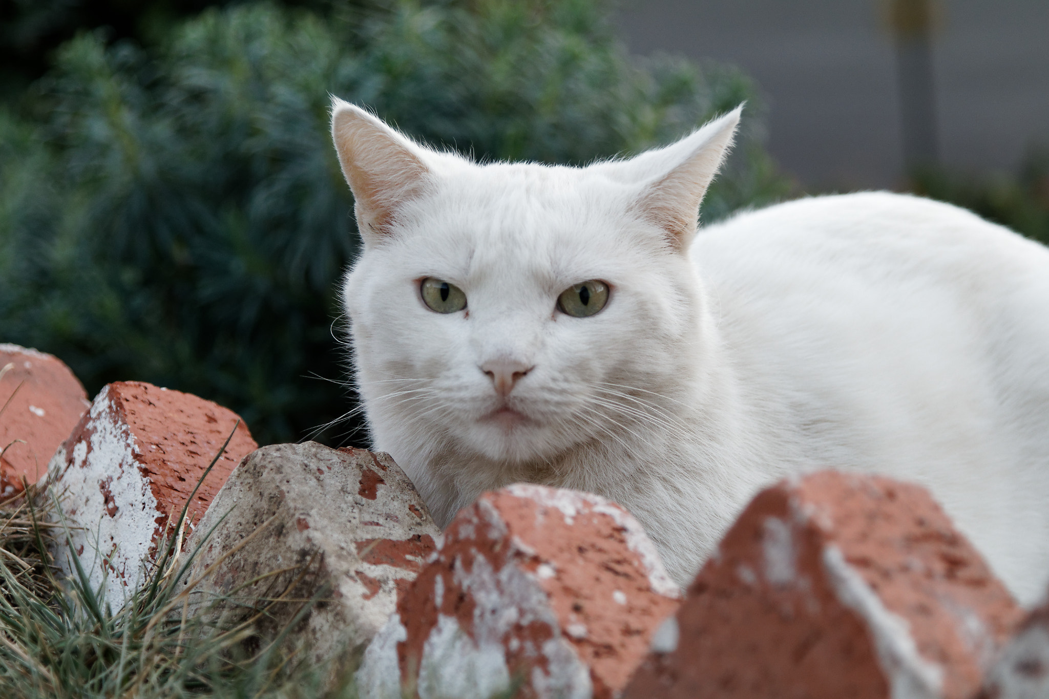 Canon EOS 80D + Canon EF 24-105mm F4L IS USM sample photo. Cat photography