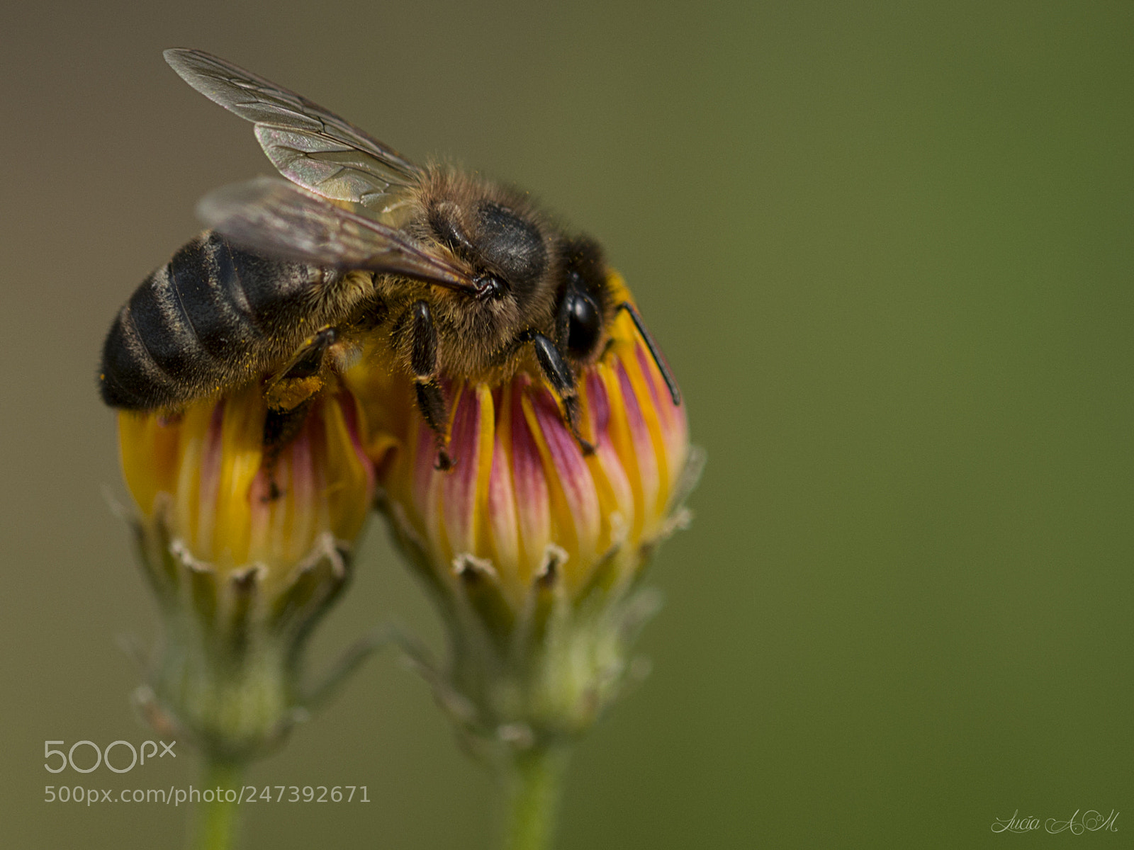 Nikon D610 sample photo. La abeja photography