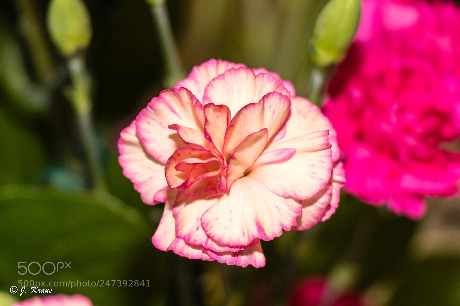 Canon EOS 80D sample photo. Yellow/pink photography