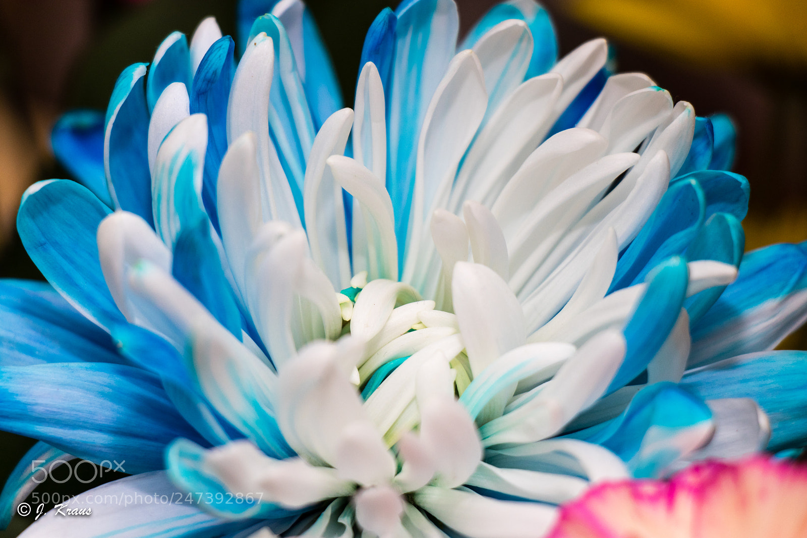 Canon EOS 80D sample photo. Blue/with photography