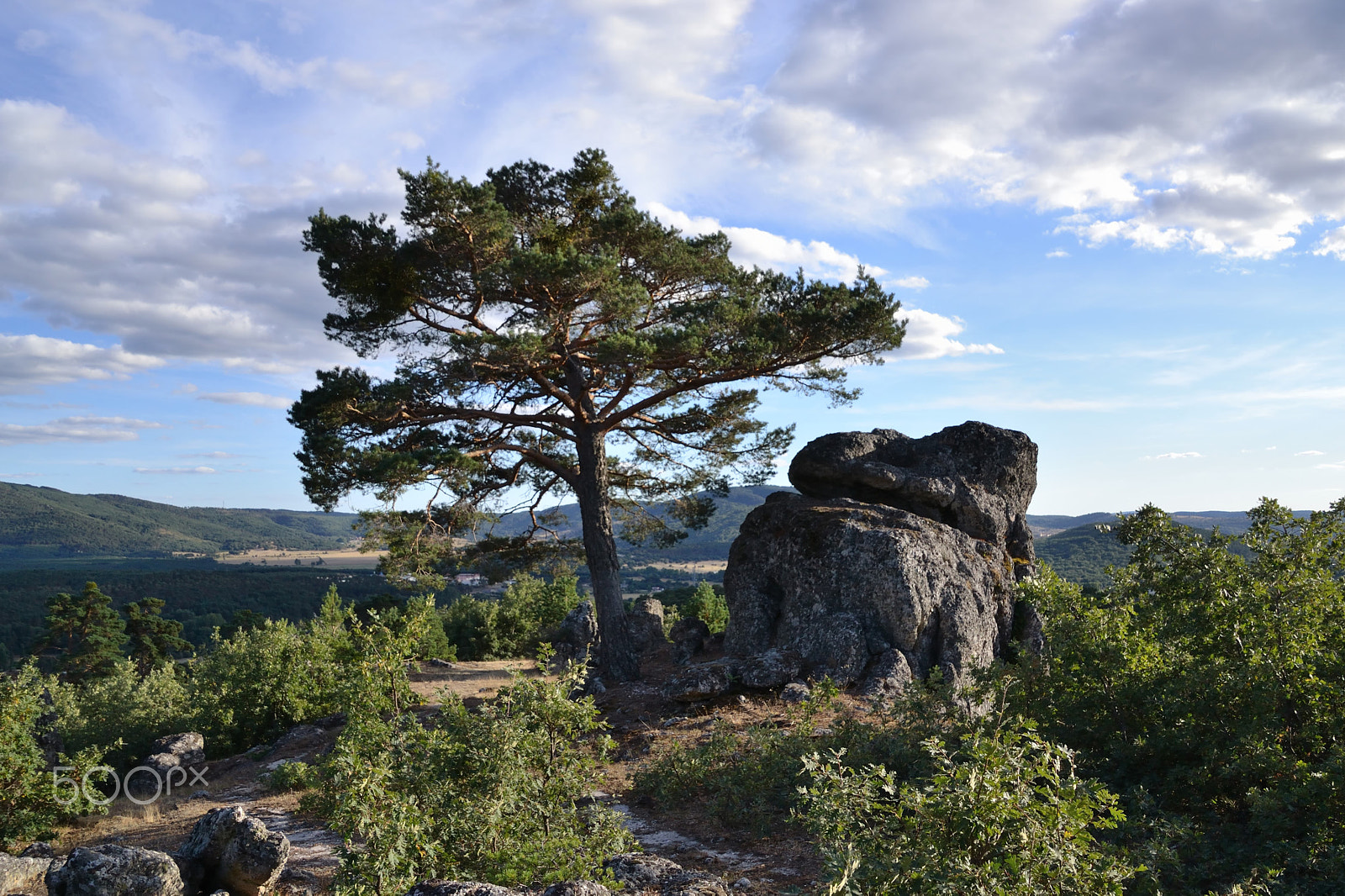 Nikon D3100 sample photo. Pi dels boscos de quintanar photography