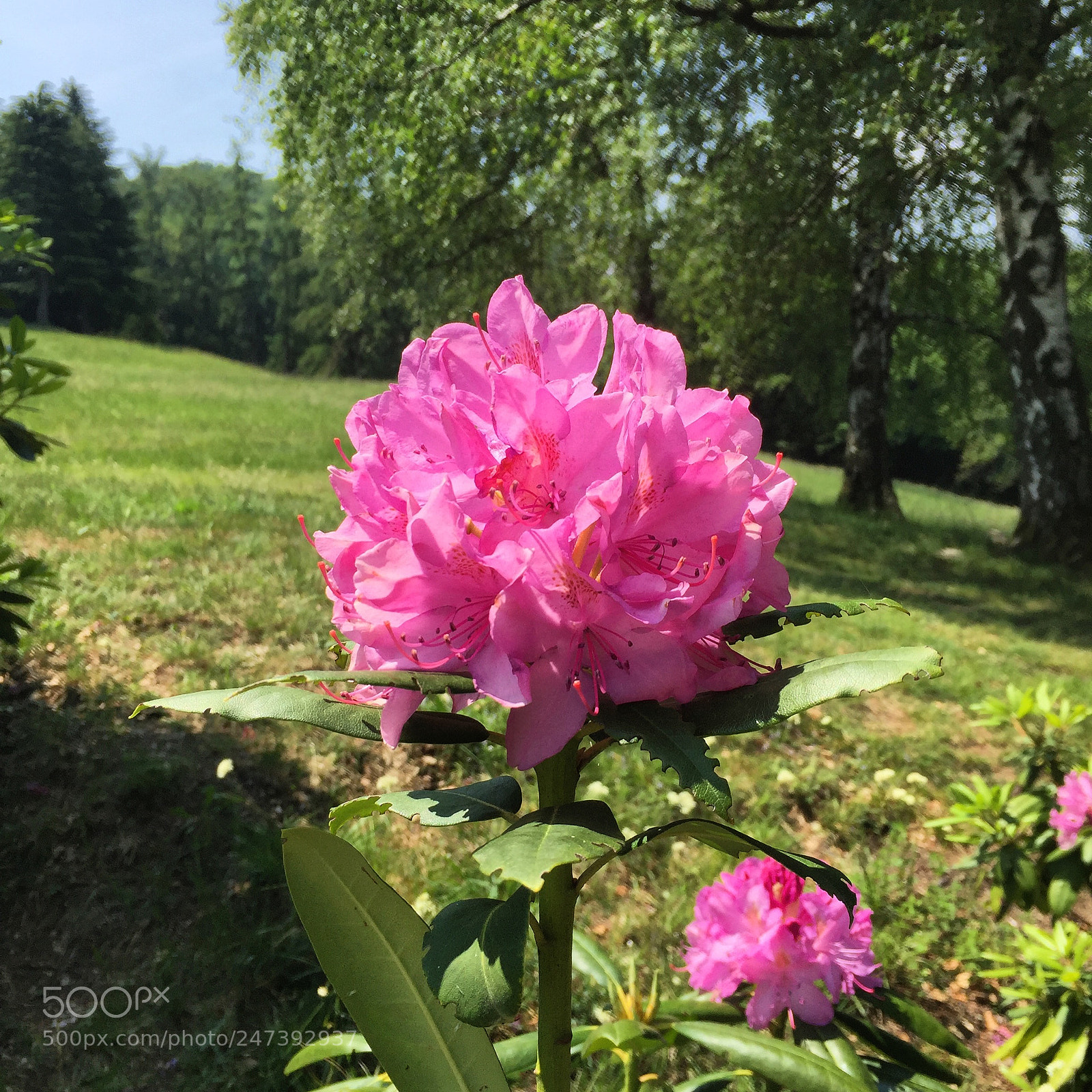 Apple iPhone 6 sample photo. Untitled photography