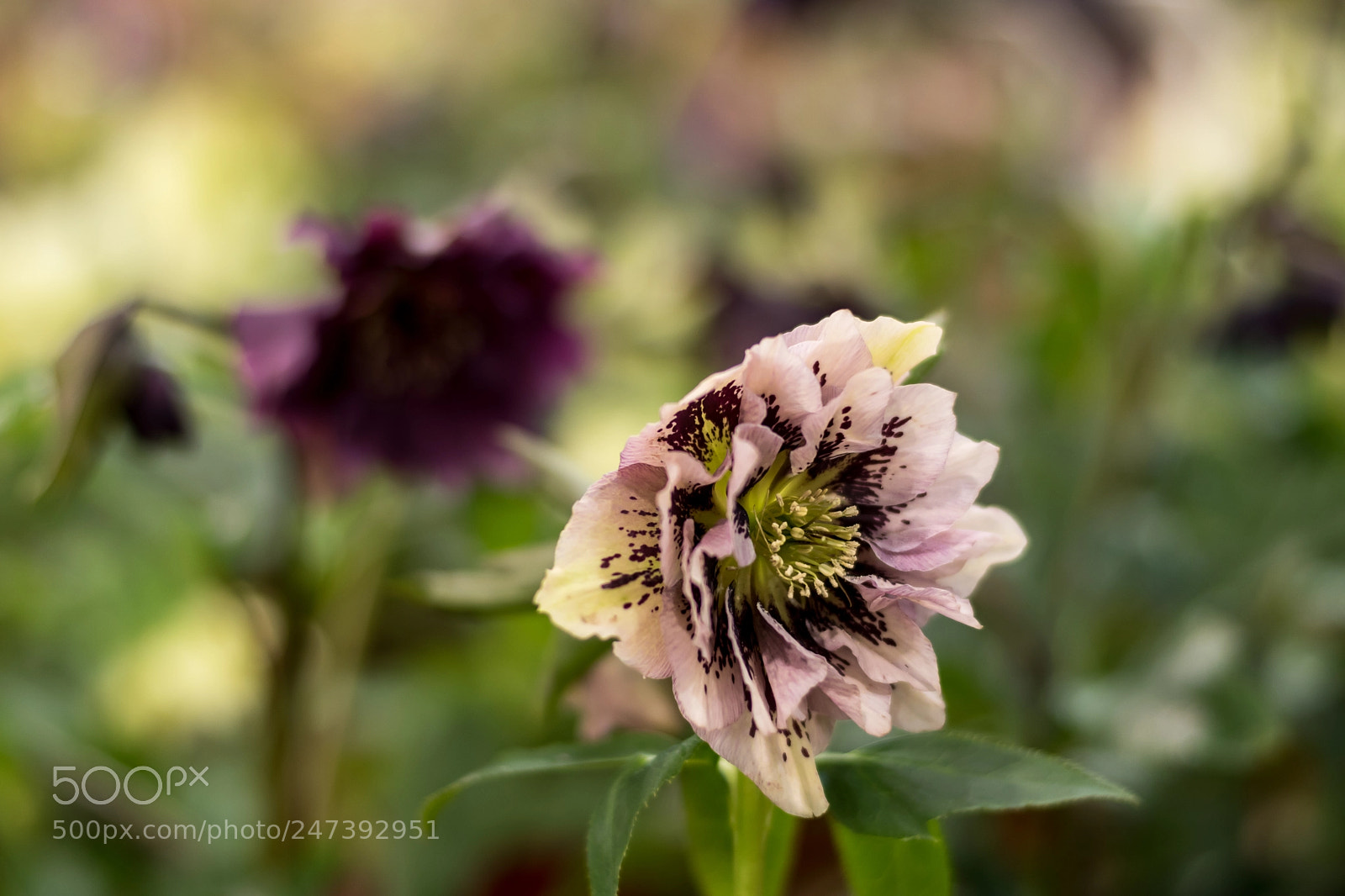 Nikon D5600 sample photo. Flower photography