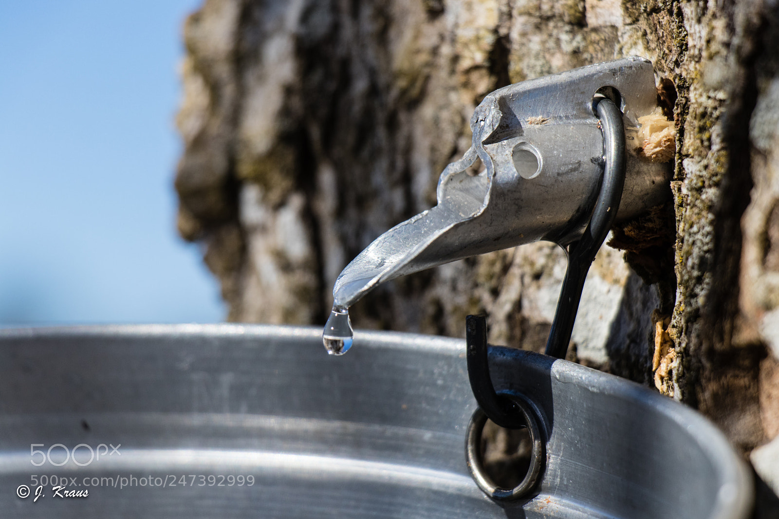 Canon EOS 80D sample photo. Maple harvest photography