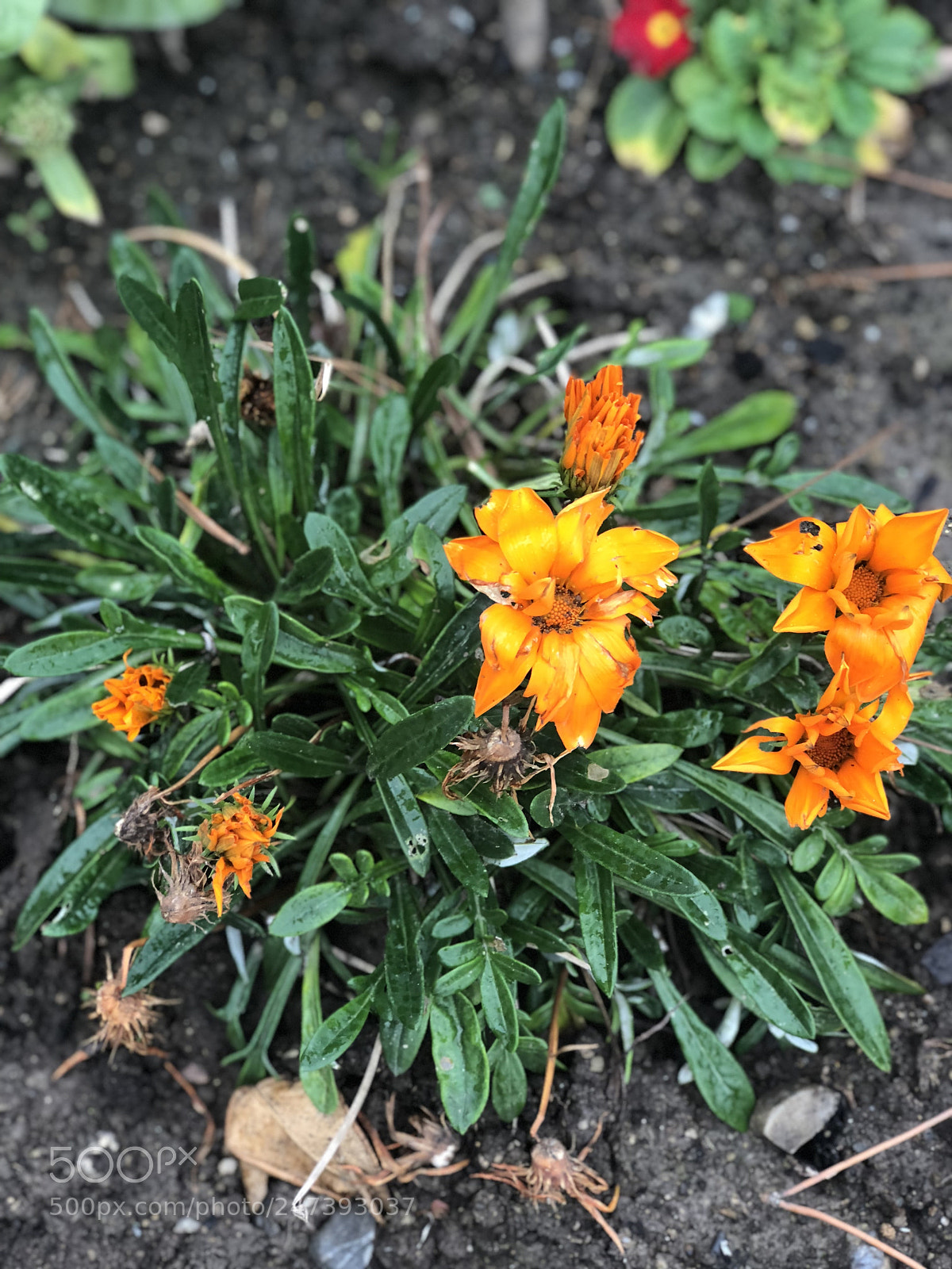 Apple iPhone 8 Plus sample photo. Untitled photography