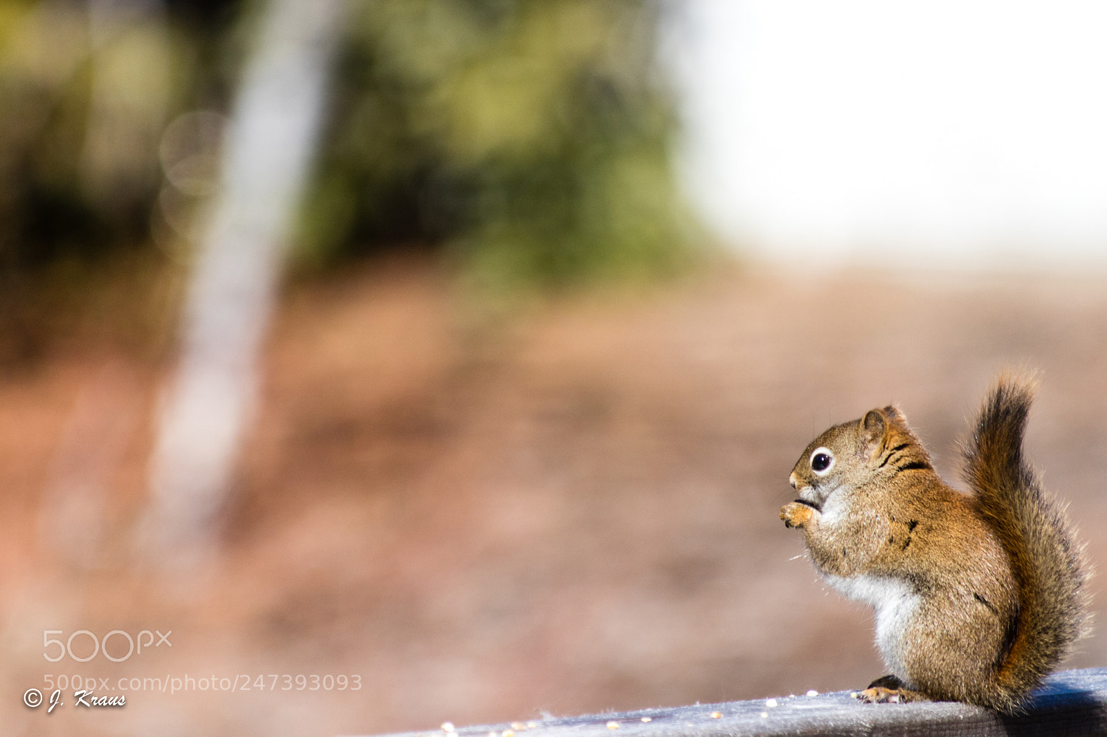Canon EOS 80D sample photo. Squirrel photography