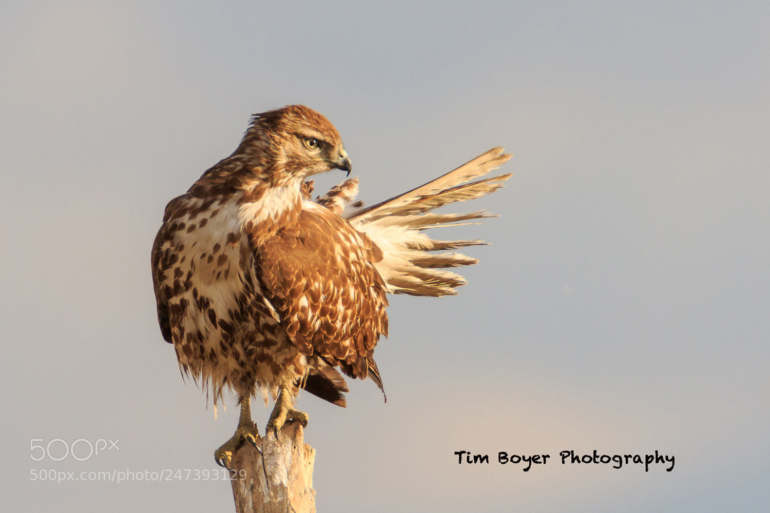Canon EOS 7D Mark II sample photo. Red tailed hawk photography