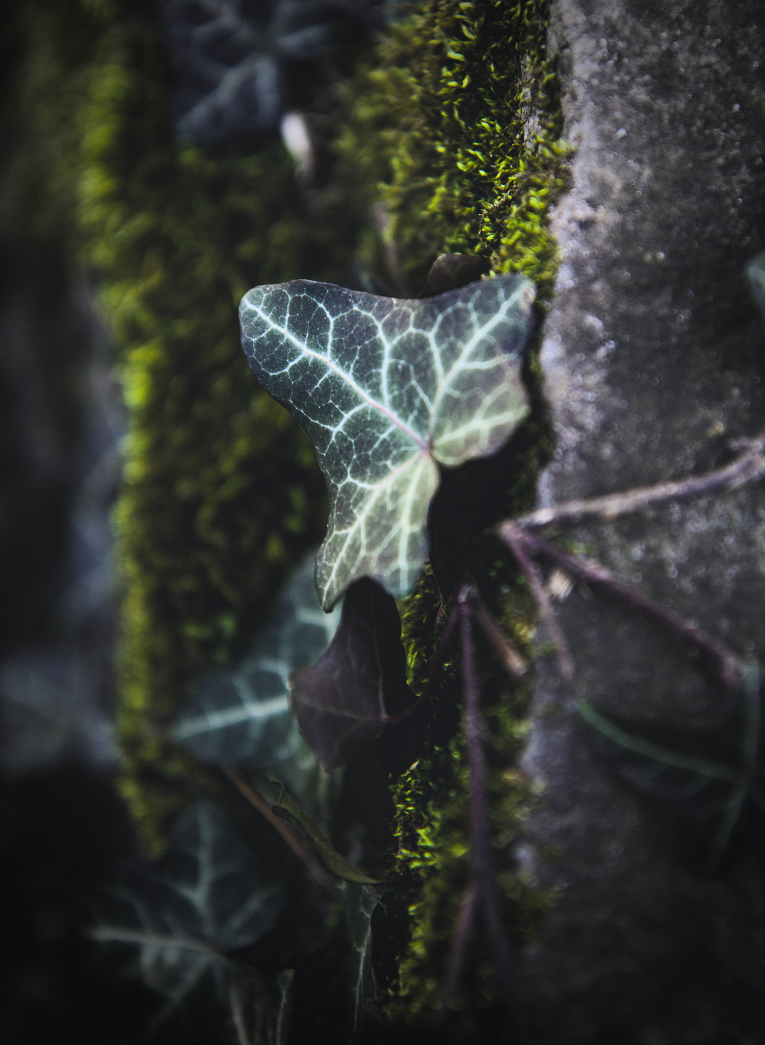 Canon EF-S 17-55mm F2.8 IS USM sample photo. White veins photography
