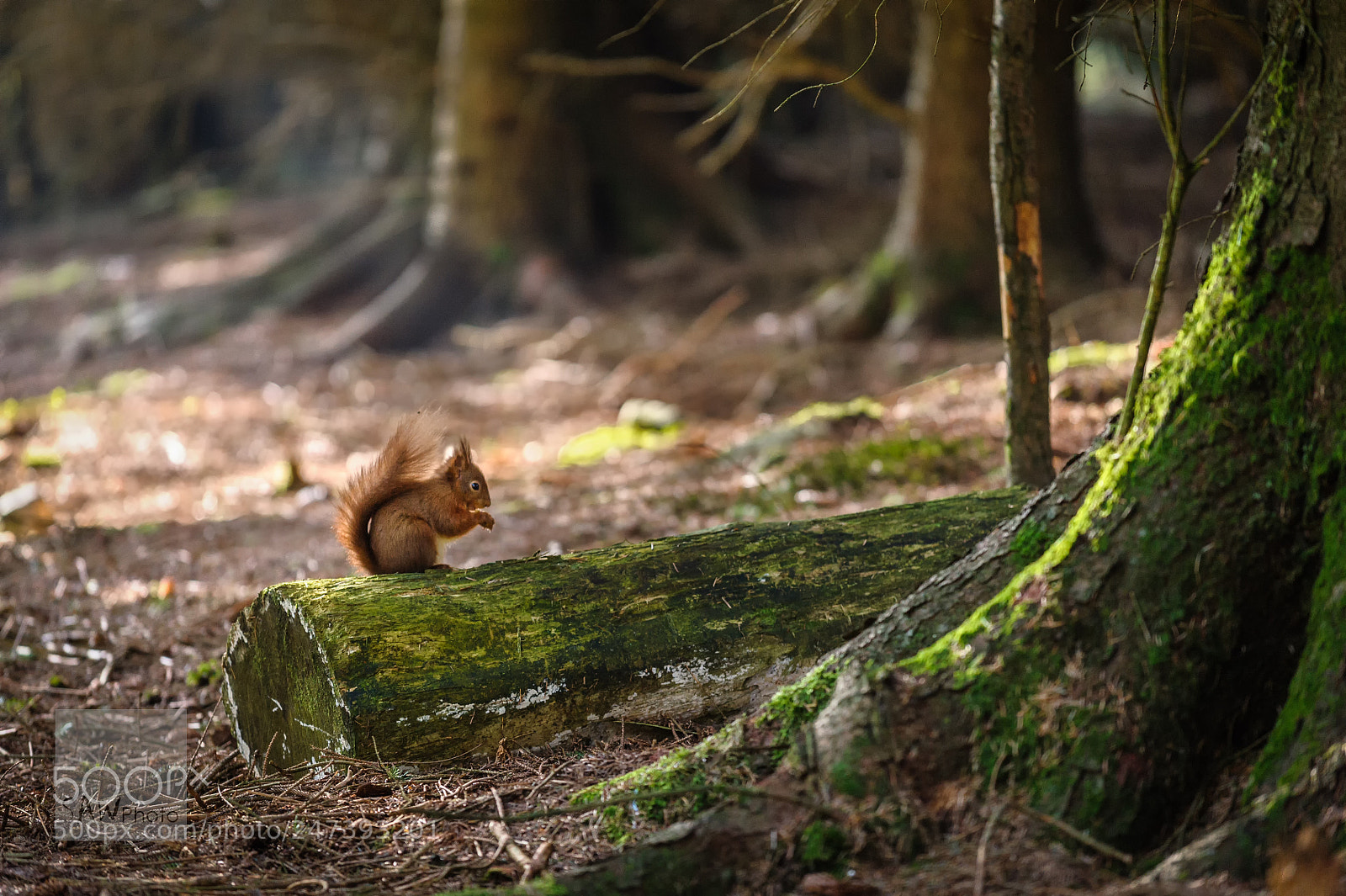 Nikon D3 sample photo. Some trees, a log photography