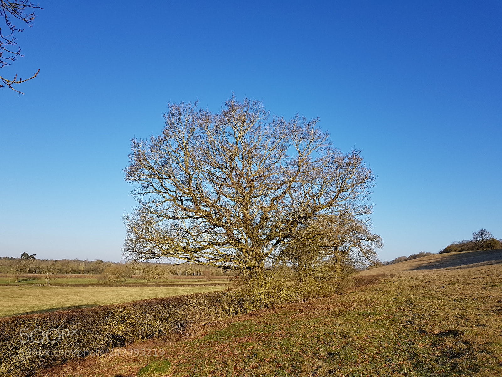 Samsung Galaxy S8 sample photo. The tree photography