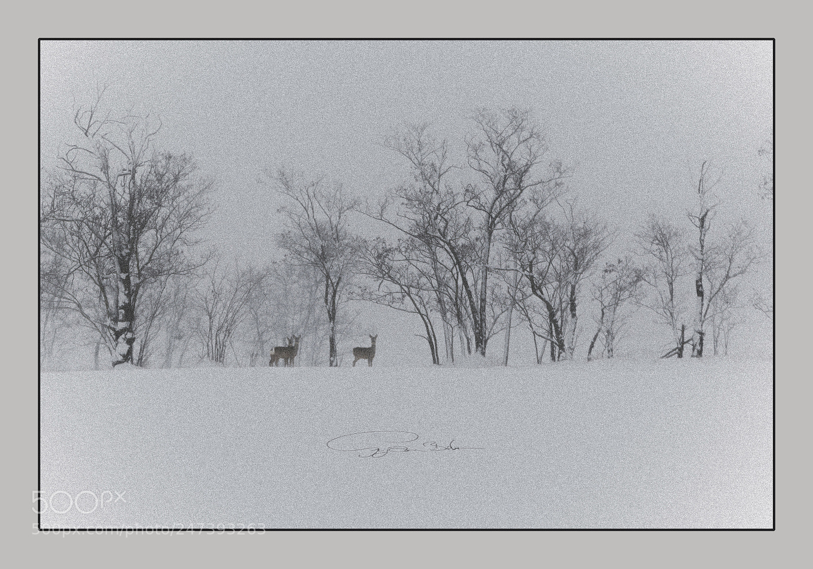 Canon EOS-1D Mark IV sample photo. The three photography