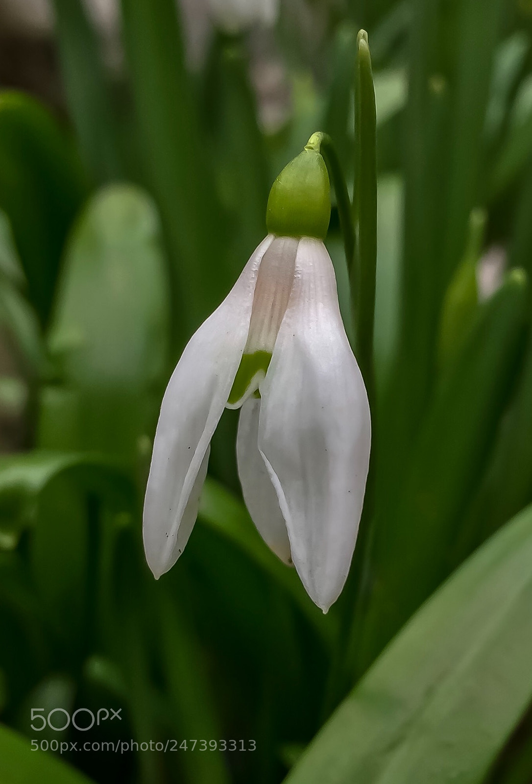 Apple iPhone 6 sample photo. Galanthus photography